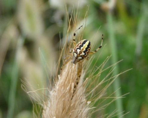 Neoscona sp.